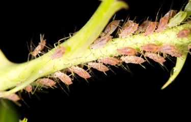 aphids on the plant. close