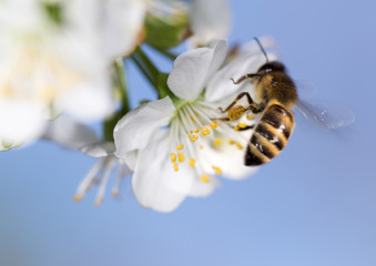 Fototapeta na wymiar bee on a white flower on a tree. close