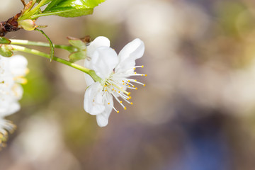 Beautiful flowers on the tree in nature