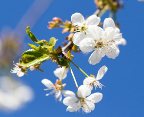 flowers on the tree against the blue sky