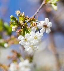 flowers on the tree against the blue sky