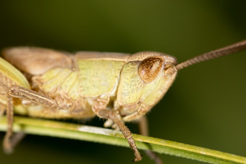 Grasshopper. super macro