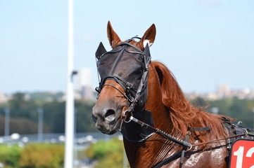 Obraz premium trotteur
