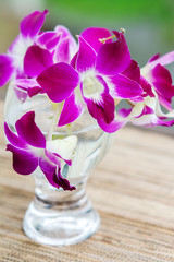 Dendrobium orchid flower