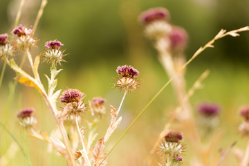 dry flower spikes in nature