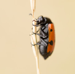 Red beetle on nature. close