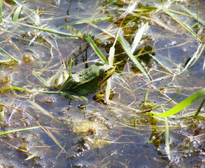 Green frog