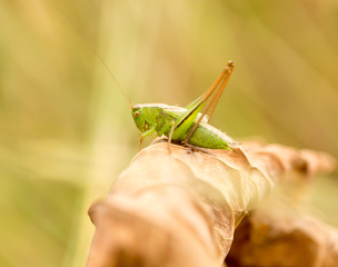 grasshopper in nature. close