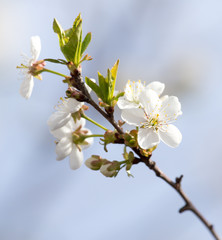 flowers on the tree against the blue sky