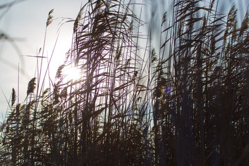 reed on background sun dawn