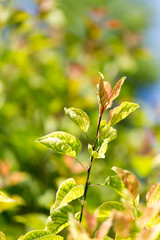 green leaves on the tree in nature