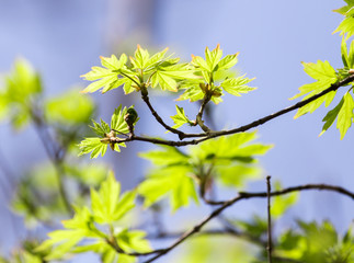 Obraz premium young leaves on a tree branch in nature