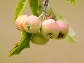 ripe apples on a tree branch in nature