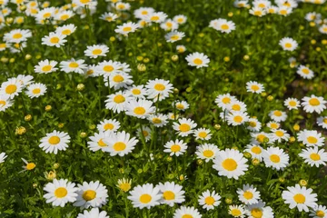 Photo sur Plexiglas Marguerites daisy flower background