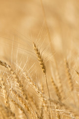 Fototapeta premium ears of wheat on the nature