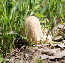 toadstool mushrooms nature spring