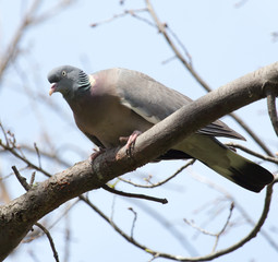 dove on the tree in nature