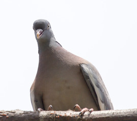 dove on the tree in nature