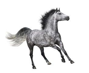 Dapple-grey horse in motion on white background