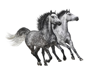 Two dapple-grey horses in motion on white background