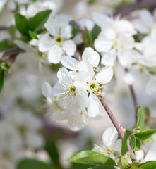 beautiful flowers on a tree
