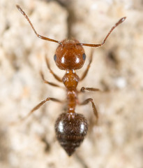 ant on the ground. Super Macro