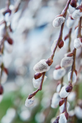 Blooming Willow. Salix caprea. Close up. Selective focus. © jutaphoto