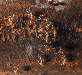 ants on rust. close-up
