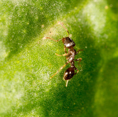 ant on green leaf in nature. close-up