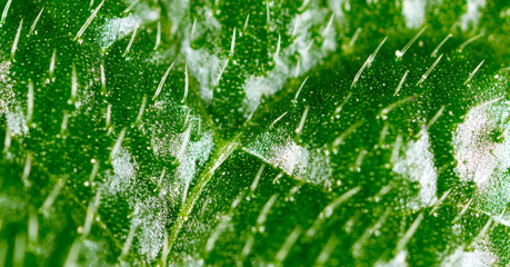 hairs on a green leaf, Super Macro