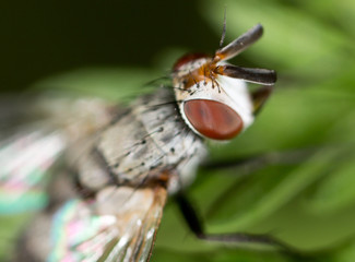 fly in nature. close