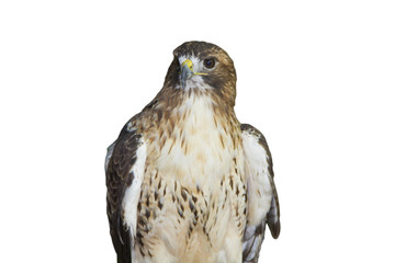Hawk on white background