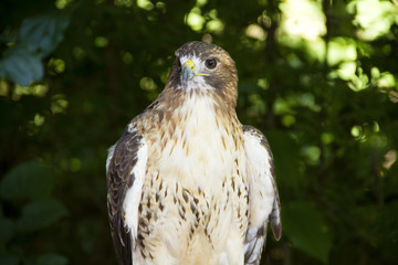 Hawk in the forest