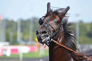 trotteur