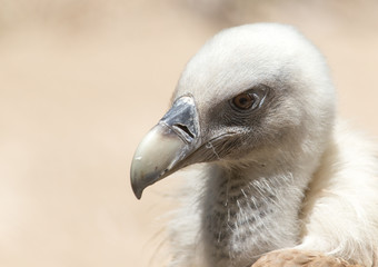 Portrait of vulture in the nature