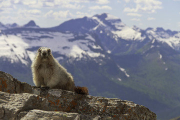 Marmot looking at camera with mountains in the background
