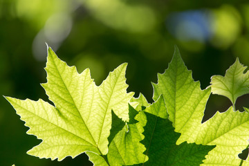 Beautiful maple leaves in nature