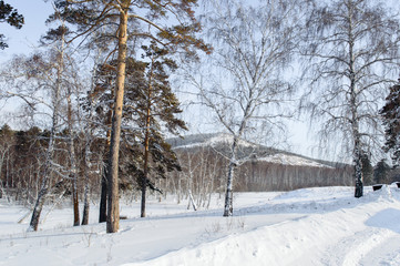 Birch and pine forest
