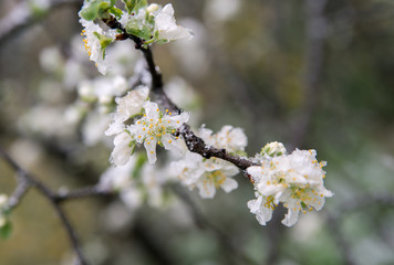 Spring buds and flowers covered in snow