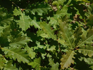 piante
