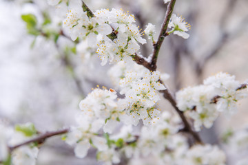Fototapeta premium Spring buds and flowers covered in snow