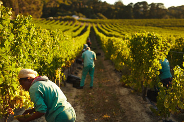 Grape pickers working in vineyard