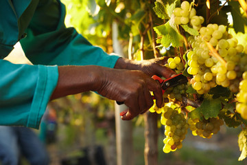 Harvester hands cutting green grapes on a vineyard