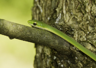 Green snake in a tree