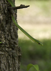Close up of a green snake in a tree
