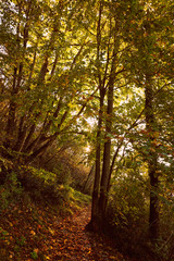 Trail in the woods in autumn