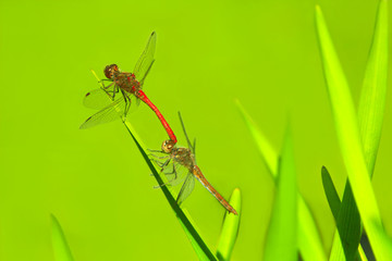two dragonflies sit on the green leaves