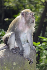 Long tailed Macaque monkey 