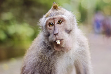 Long tailed Macaque monkey 