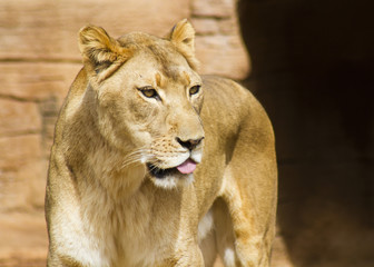 Lion sticking tongue out
